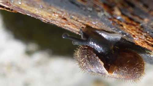 Fauna Snails Gastropod Publicdomain (86).jpg