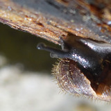 Fauna Snails Gastropod Publicdomain (86)