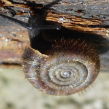 Fauna Snails Gastropod Publicdomain (88)