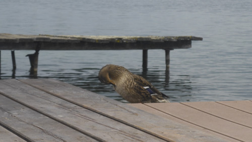 Fauna Bird Publicdomain (20).jpg