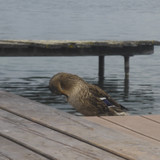 Fauna Bird Publicdomain (20)