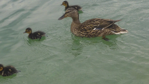 Fauna Bird Publicdomain (19).jpg