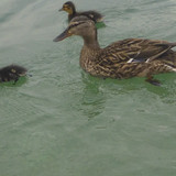 Fauna Bird Publicdomain (19)