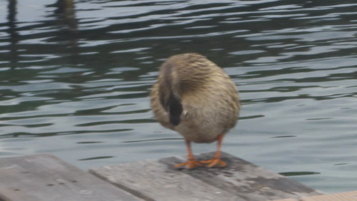 Fauna Bird Publicdomain (22).jpg