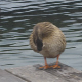 Fauna Bird Publicdomain (22)