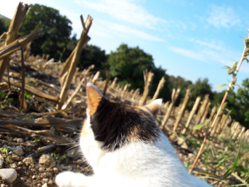 Cat; Publicdomain; Cc0; Freeimage;.jpg