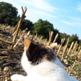 Cat; Publicdomain; Cc0; Freeimage;