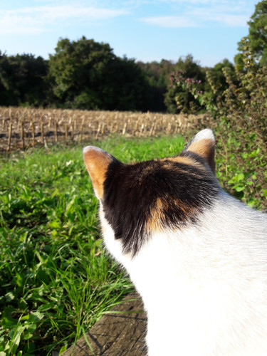 Cat; Publicdomain; Cc0; Freeimage;.jpg