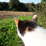 Cat; Publicdomain; Cc0; Freeimage;