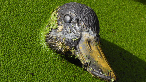 Fauna Bird Publicdomain (24).jpg