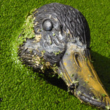 Fauna Bird Publicdomain (24)