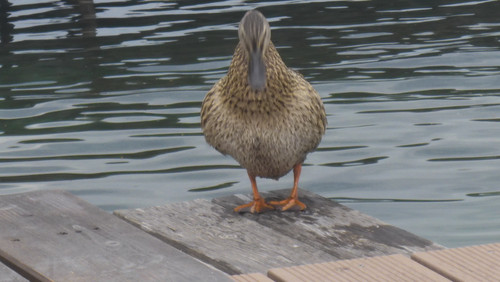 Fauna Bird Publicdomain (23).jpg