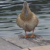 Fauna Bird Publicdomain (23)