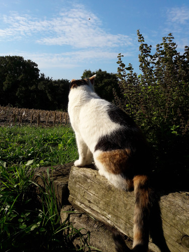 Cat; Publicdomain; Cc0; Freeimage;.jpg