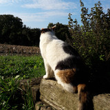 Cat; Publicdomain; Cc0; Freeimage;