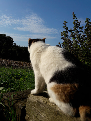 Cat; Publicdomain; Cc0; Freeimage;.jpg