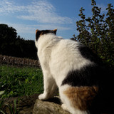 Cat; Publicdomain; Cc0; Freeimage;