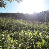 Cat; Publicdomain; Cc0; Freeimage;