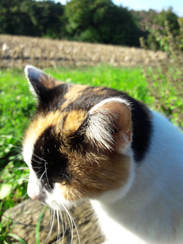 Cat; Publicdomain; Cc0; Freeimage;.jpg