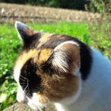 Cat; Publicdomain; Cc0; Freeimage;