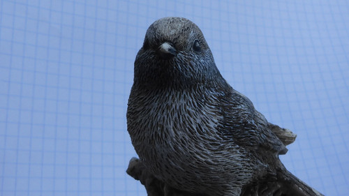 Fauna Bird Publicdomain (25).jpg