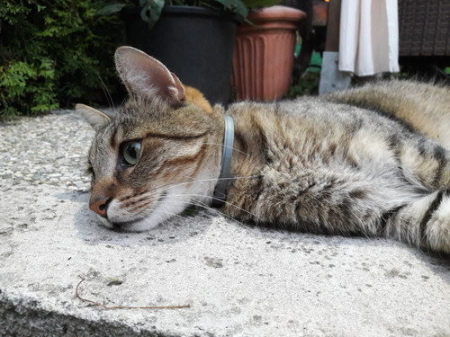 Cat; Publicdomain; Cc0; Freeimage;.jpg