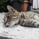 Cat; Publicdomain; Cc0; Freeimage;