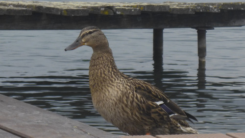 Fauna Bird Publicdomain (21).jpg