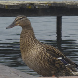 Fauna Bird Publicdomain (21)