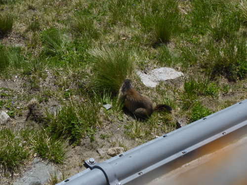 Fauna Animals Wildlife Publicdomain (4).jpg