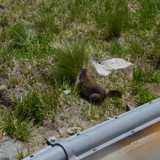 Fauna Animals Wildlife Publicdomain (4)