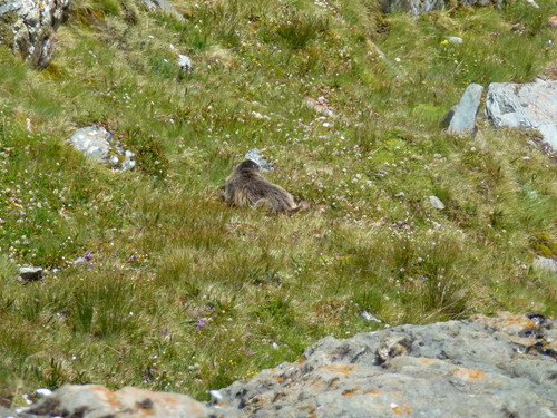 Mountain Grossglockner Of Austria.jpg