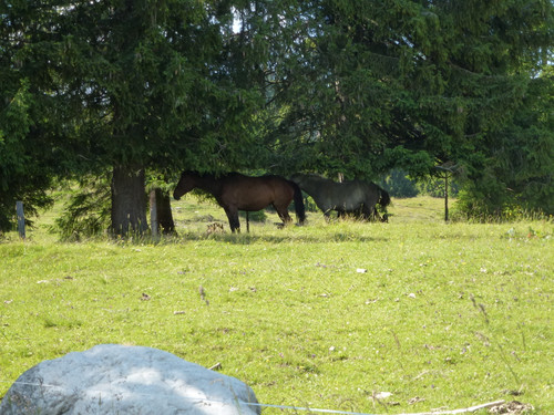 Horse At The Wilderness.jpg