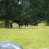 Horse At The Wilderness
