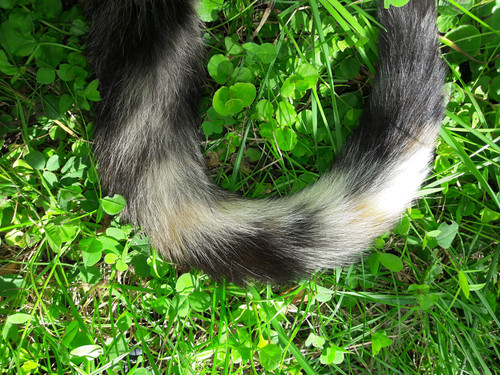 Cat Fur Tail