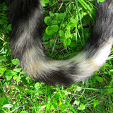 Cat Fur Tail