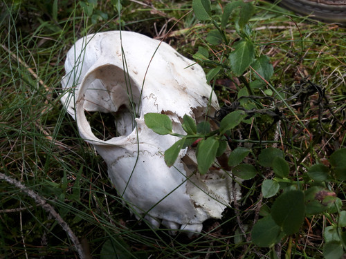 Fauna Animals Wildlife Publicdomain (3).jpg