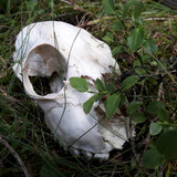 Fauna Animals Wildlife Publicdomain (3)