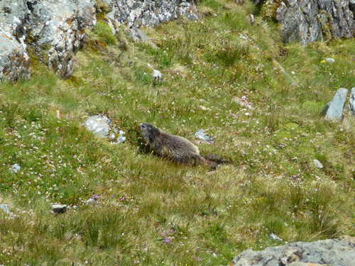 Mountain Grossglockner Of Austria.jpg
