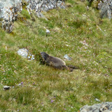 Mountain Grossglockner Of Austria