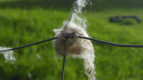 Fauna Animals Wildlife Publicdomain (10).jpg