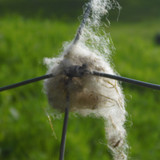 Fauna Animals Wildlife Publicdomain (10)