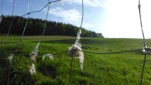 Fauna Animals Wildlife Publicdomain (9)