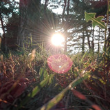 Flare; Publicdomain; Cc0; Freeimage;