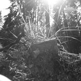 Flare; Publicdomain; Cc0; Freeimage;