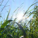 Light Flares Reflex Cinematic Publicdomain (57)