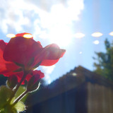 Flare; Publicdomain; Cc0; Freeimage;