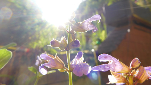 Flare; Publicdomain; Cc0; Freeimage;.jpg