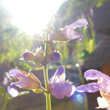 Flare; Publicdomain; Cc0; Freeimage;