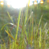 Flare; Publicdomain; Cc0; Freeimage;